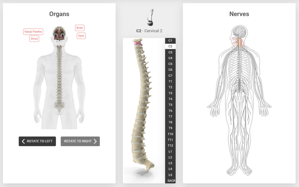 3D Spine Simulator